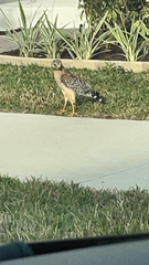 Buteo lineatus