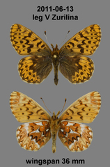 Boloria freija
