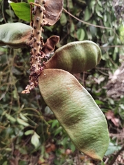 Macropsychanthus comosus