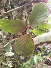 Macropsychanthus comosus