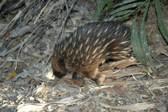 Tachyglossus aculeatus