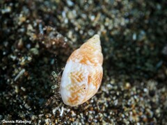 Tritia conspersa