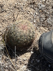 Echinomastus erectocentrus erectocentrus
