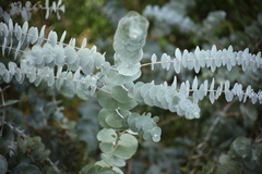 Eucalyptus cinerea
