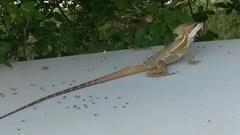 Basiliscus basiliscus