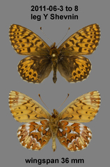 Boloria freija