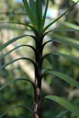 Freycinetia excelsa