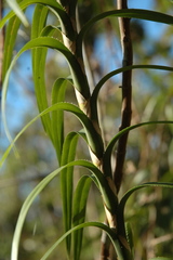 Freycinetia excelsa
