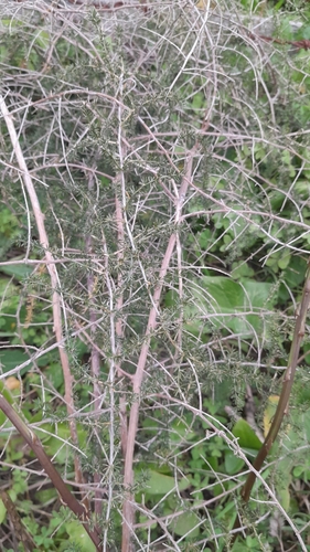 Asparagus acutifolius image