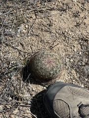 Echinomastus erectocentrus erectocentrus
