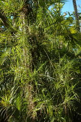Freycinetia excelsa