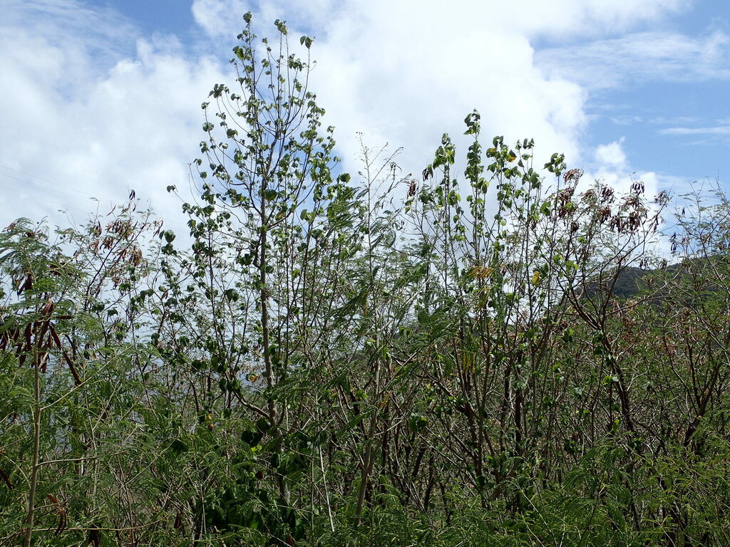 Trailing abutilon