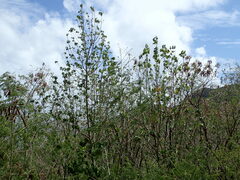 Abutilon sachetianum