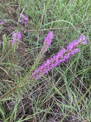 Liatris punctata mucronata