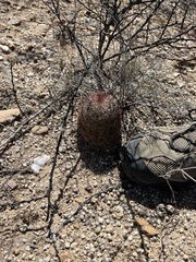 Echinomastus erectocentrus erectocentrus