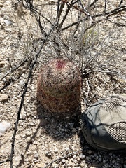 Echinomastus erectocentrus erectocentrus