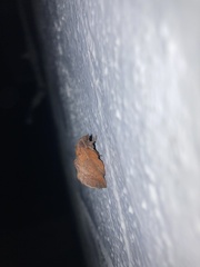 Phyllodesma occidentis