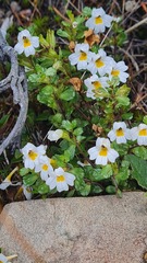 Euphrasia laingii