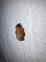 Phyllodesma occidentis