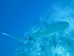 Carcharhinus perezii