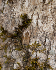 Acleris maculidorsana