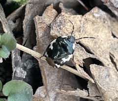 Tritomegas bicolor
