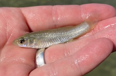 Fundulus grandis