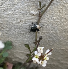 Tritomegas bicolor