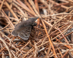 Erynnis juvenalis
