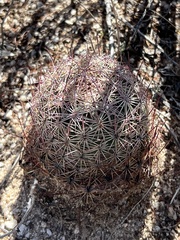 Echinomastus erectocentrus erectocentrus