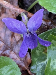 Viola reichenbachiana