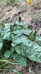 Trillium cuneatum