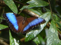 Morpho helenor marinita