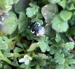 Tritomegas bicolor