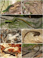 Caspian Sea Rock Lizard photo 5