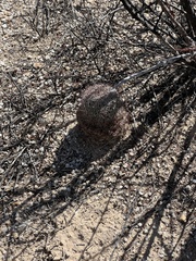 Echinomastus erectocentrus erectocentrus