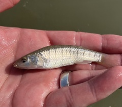 Fundulus similis
