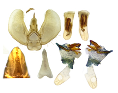 Eupithecia cimicifugata