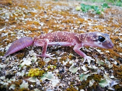 Underwoodisaurus milii