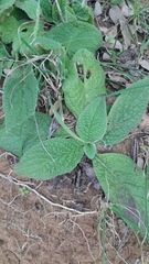 Image of Pulicaria odora