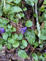 Viola reichenbachiana