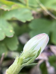 Anemone berlandieri