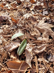 Erythronium umbilicatum