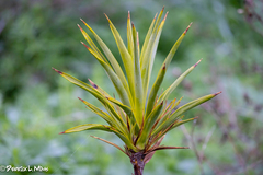 Stillingia texana