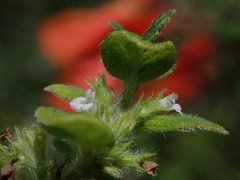 Minthostachys mollis