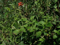 Minthostachys mollis