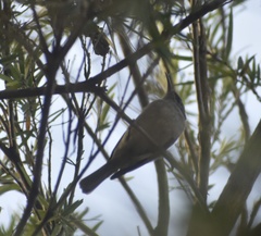 Lichmera indistincta