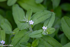 Lithospermum matamorense