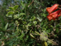 Minthostachys mollis