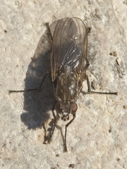 Fucellia